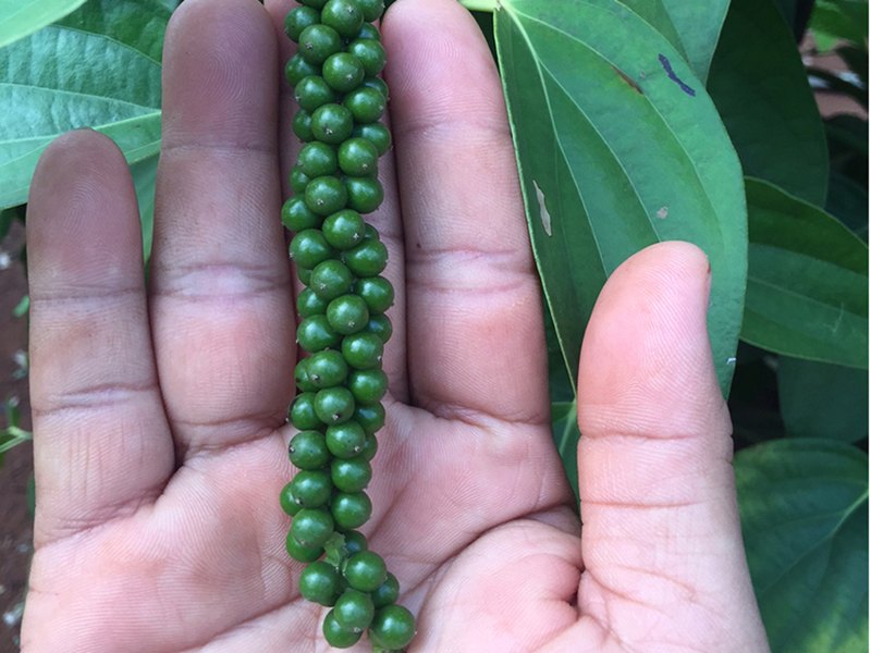 Pepper growing naturally at Orchel Farm