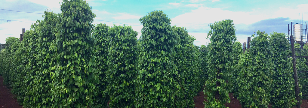 Pepper vines growing at Orchel Organic Farm in Mondulkiri
